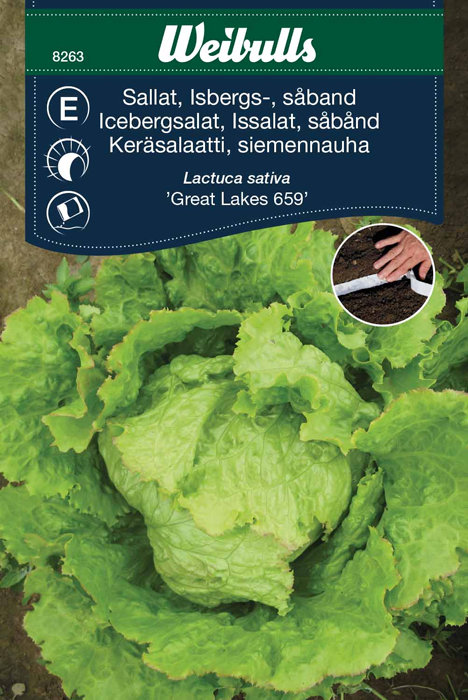 Isbergsalat med såbånd, "Great Lakes"